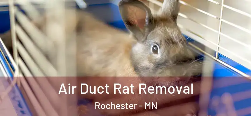  Air Duct Rat Removal Rochester - MN